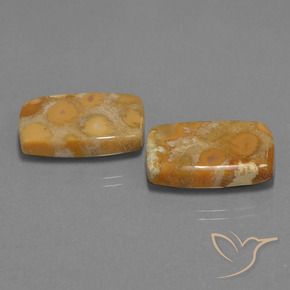 Gemas de Coral fósil Multicolor natural de 29.77 ct, Forma Cojín, Opaco