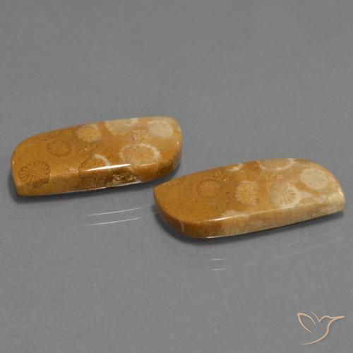 Gemas de Coral fósil Multicolor natural de 24.41 ct, Elegante, Opaco