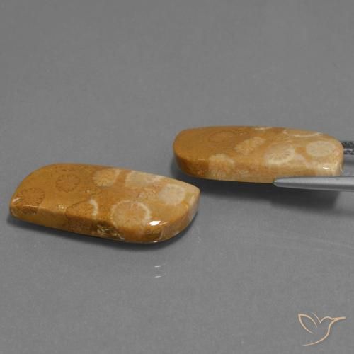 Gemas de Coral fósil Multicolor natural de 24.41 ct, Elegante, Opaco