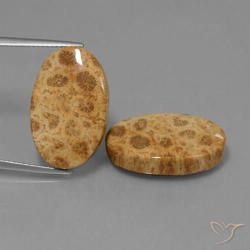 25.95ctw Natural Multicolor Coral fósil, Ovalada, Opaco