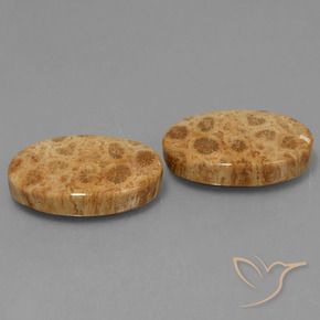 Gemas de Coral fósil Multicolor natural de 25.95 ct, Ovalada, Opaco