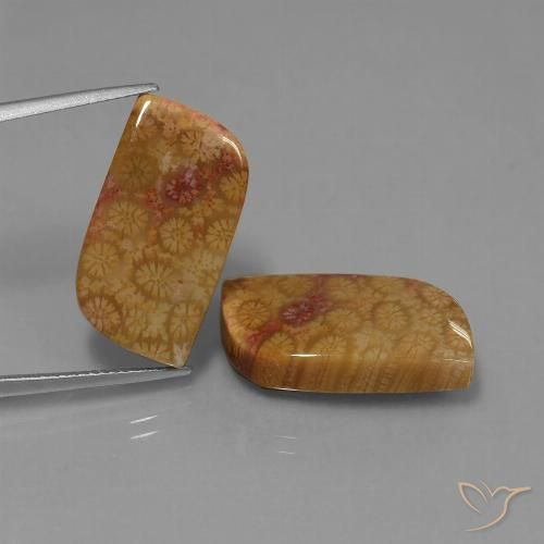 28.06ctw Natural Multicolor Coral fósil, Elegante, Opaco