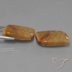 Gemas de Coral fósil Multicolor natural de 28.06 ct, Elegante, Opaco
