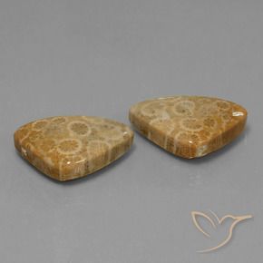 Gemas de Coral fósil Multicolor natural de 34.00 ct, Trillón, Opaco