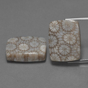 Gemas de Coral fósil Multicolor natural de  ct, Corte Cojín, Opaco