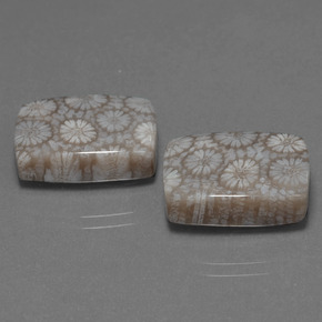 Gemas de Coral fósil Multicolor natural de  ct, Corte Cojín, Opaco