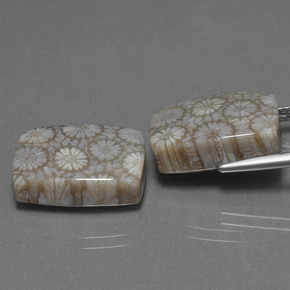 Gemas de Coral fósil Multicolor natural de  ct, Corte Cojín, Opaco