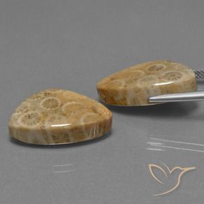 Gemas de Coral fósil Multicolor natural de 29.73 ct, Trillón, Opaco