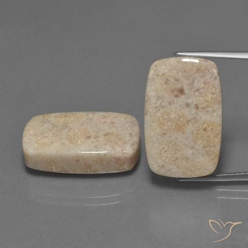 30.16ctw Natural Multicolor Coral fósil, Forma Cojín, Opaco