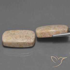 Gemas de Coral fósil Multicolor natural de 30.16 ct, Forma Cojín, Opaco