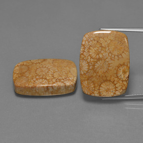 Gemas de Coral fósil Multicolor natural de  ct, Corte Cojín, Opaco