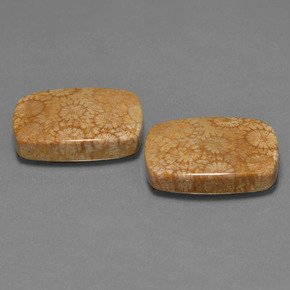 Gemas de Coral fósil Multicolor natural de  ct, Corte Cojín, Opaco