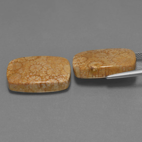 Gemas de Coral fósil Multicolor natural de  ct, Corte Cojín, Opaco