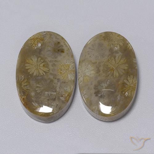 Gemas de Coral fósil Multicolor natural de 34.30 ct, Ovalada, Opaco