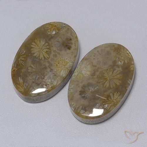Gemas de Coral fósil Multicolor natural de 34.30 ct, Ovalada, Opaco
