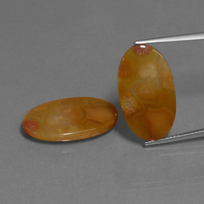 Gemas de Coral fósil Multicolor natural de  ct, Corte Óvalo, Translúcido