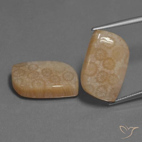34.06ctw Natural Multicolor Coral fósil, Elegante, Opaco