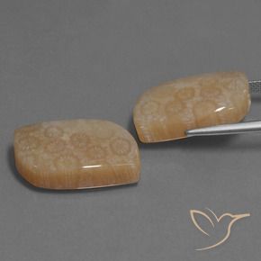 Gemas de Coral fósil Multicolor natural de 34.06 ct, Elegante, Opaco