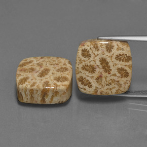 Gemas de Coral fósil Multicolor natural de  ct, Corte Cojín, Opaco