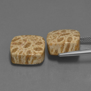 Gemas de Coral fósil Multicolor natural de  ct, Corte Cojín, Opaco