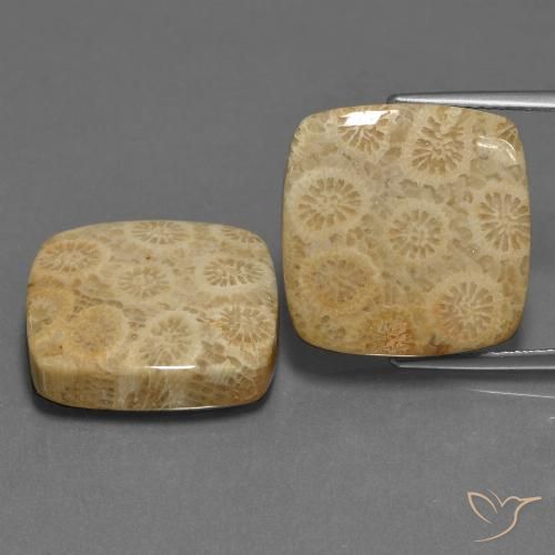 27.10ctw Natural Multicolor Coral fósil, Forma Cojín, Opaco