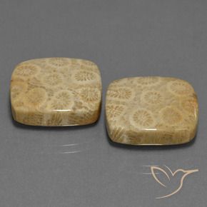 Gemas de Coral fósil Multicolor natural de 27.10 ct, Forma Cojín, Opaco