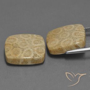 Gemas de Coral fósil Multicolor natural de 27.10 ct, Forma Cojín, Opaco