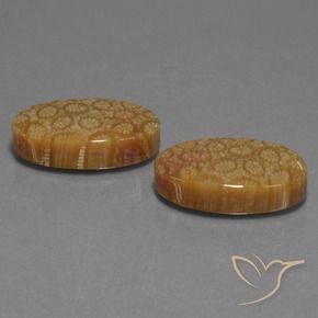Gemas de Coral fósil Multicolor natural de 37.37 ct, Ovalada, Opaco