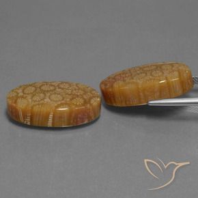 Gemas de Coral fósil Multicolor natural de 37.37 ct, Ovalada, Opaco