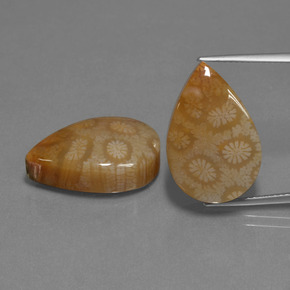 Gemas de Coral fósil Multicolor natural de  ct, En forma de pera, Opaco