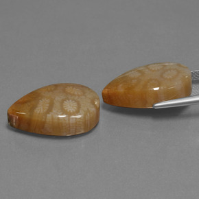 Gemas de Coral fósil Multicolor natural de  ct, En forma de pera, Opaco