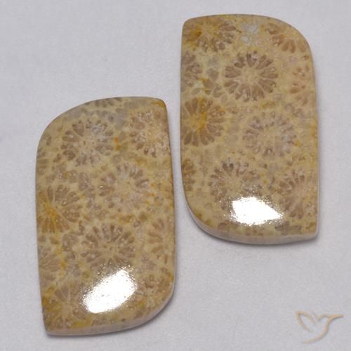 Gemas de Coral fósil Multicolor natural de 23.77 ct, Elegante, Opaco