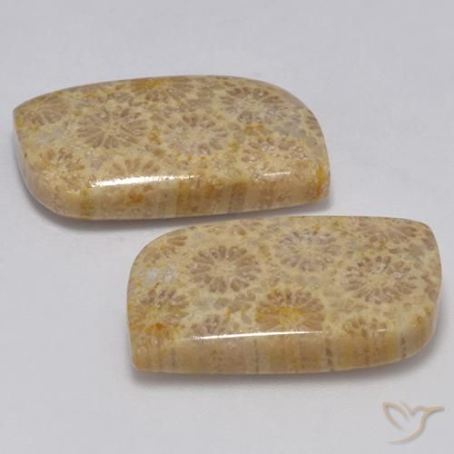 Gemas de Coral fósil Multicolor natural de 23.77 ct, Elegante, Opaco