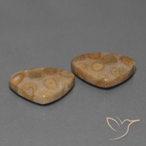Gemas de Coral fósil Multicolor natural de 25.57 ct, Trillón, Opaco