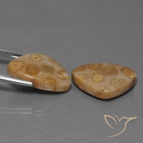 Gemas de Coral fósil Multicolor natural de 25.57 ct, Trillón, Opaco