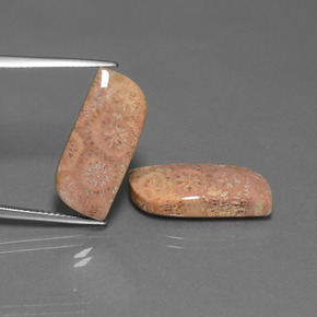 Gemas de Coral fósil Multicolor natural de  ct, Forma elegante, Opaco