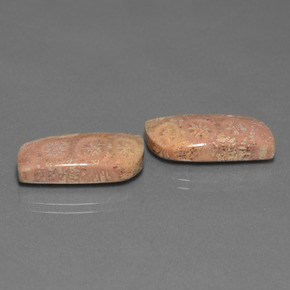 Gemas de Coral fósil Multicolor natural de  ct, Forma elegante, Opaco