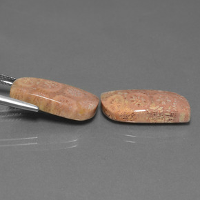 Gemas de Coral fósil Multicolor natural de  ct, Forma elegante, Opaco