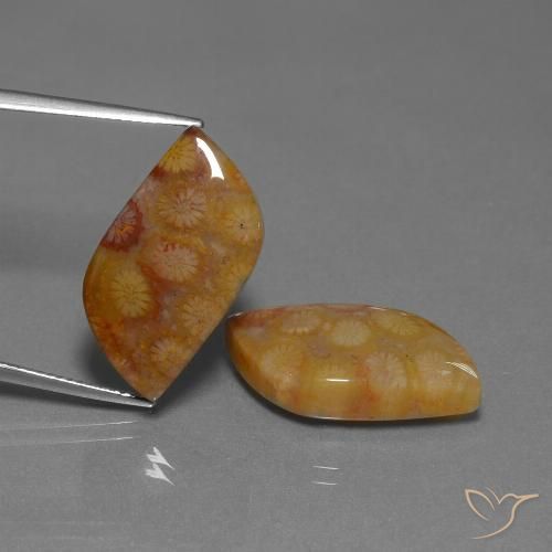 24.93ctw Natural Multicolor Coral fósil, Elegante, Opaco