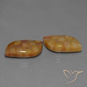 Gemas de Coral fósil Multicolor natural de 24.93 ct, Elegante, Opaco