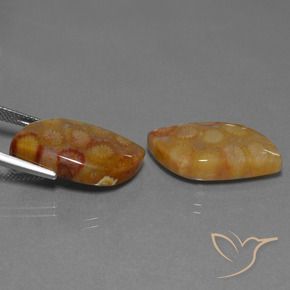 Gemas de Coral fósil Multicolor natural de 24.93 ct, Elegante, Opaco