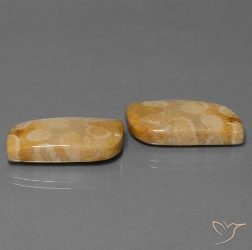 Gemas de Coral fósil Multicolor natural de 28.64 ct, Elegante, Opaco