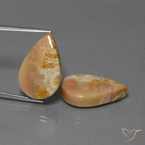 27.92ctw Natural Multicolor Coral fósil, En forma de pera, Opaco