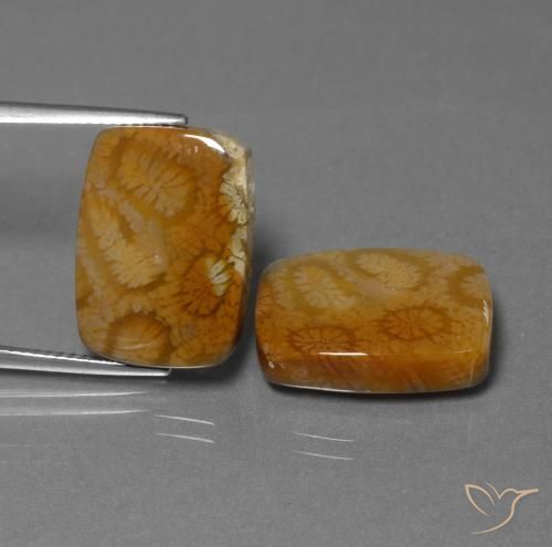 22.85ctw Natural Multicolor Coral fósil, Forma Cojín, Opaco