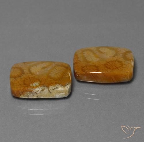 Gemas de Coral fósil Multicolor natural de 22.85 ct, Forma Cojín, Opaco