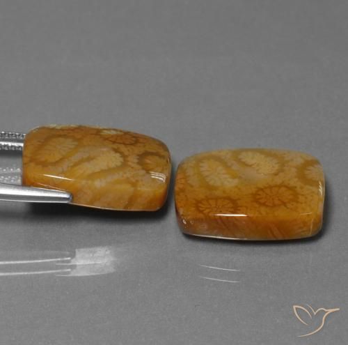 Gemas de Coral fósil Multicolor natural de 22.85 ct, Forma Cojín, Opaco