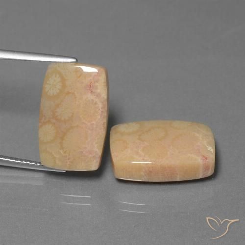 24.97ctw Natural Multicolor Coral fósil, Forma Cojín, Opaco