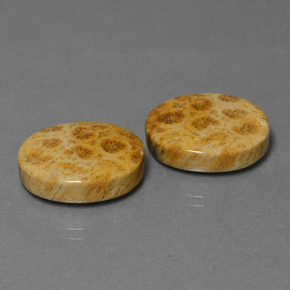 Gemas de coral fósil multicolor natural de  ct, corte óvalo, opaco