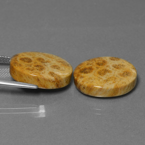 Gemas de coral fósil multicolor natural de  ct, corte óvalo, opaco