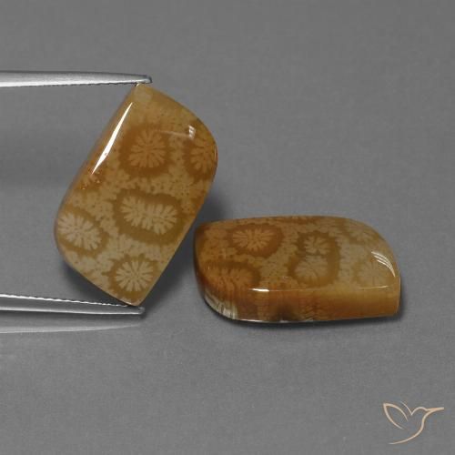 22.52ctw Natural Multicolor Coral fósil, Elegante, Opaco